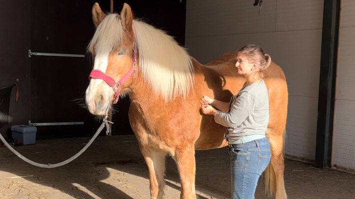 Kijken naar het paard hoe hij reageert op de behandeling